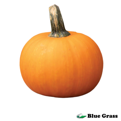 pie-pumpkin