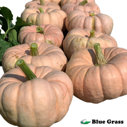 porcelain-pumpkin