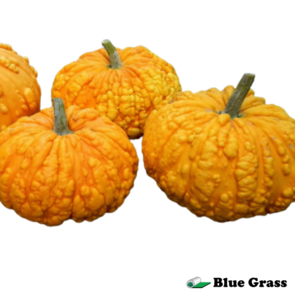sanchez-pumpkin
