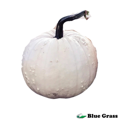 specter-pumpkin