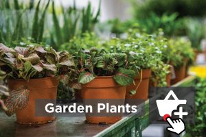Shop-For-Garden-Décor-Plants