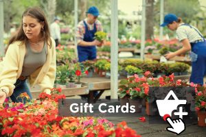 Shop-For-Gift-Cards